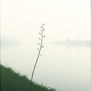 Cây Dành Dành Nước